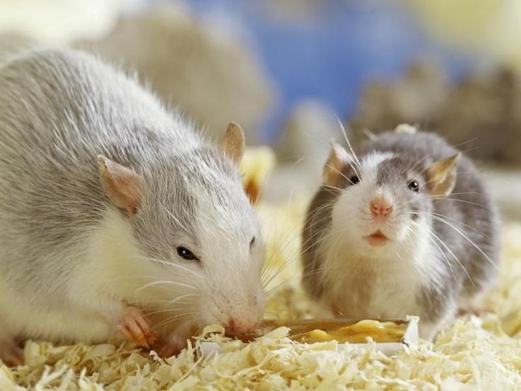 القضاء على الفئران والقوارض