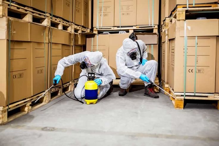 شركات مكافحة الحشرات بالرياض