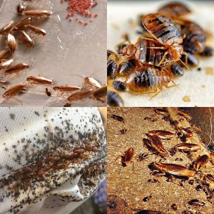 شركة مكافحة بق الفراش بالرياض