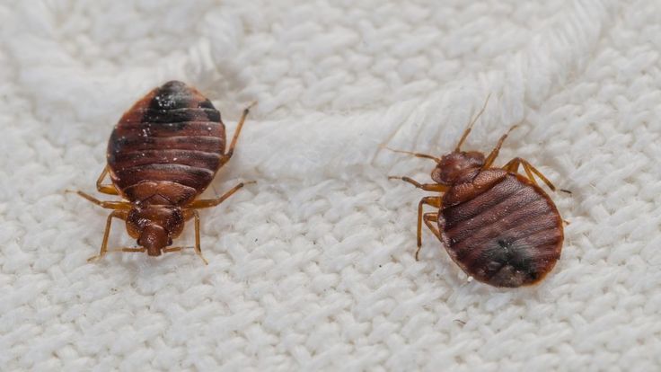 مكافحة البق