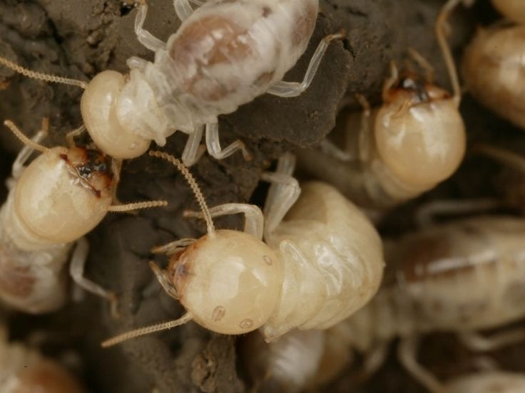 مكافحة النمل الأبيض