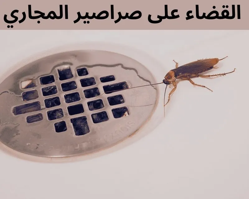 مكافحة الصراصير في المجاري بالرياض