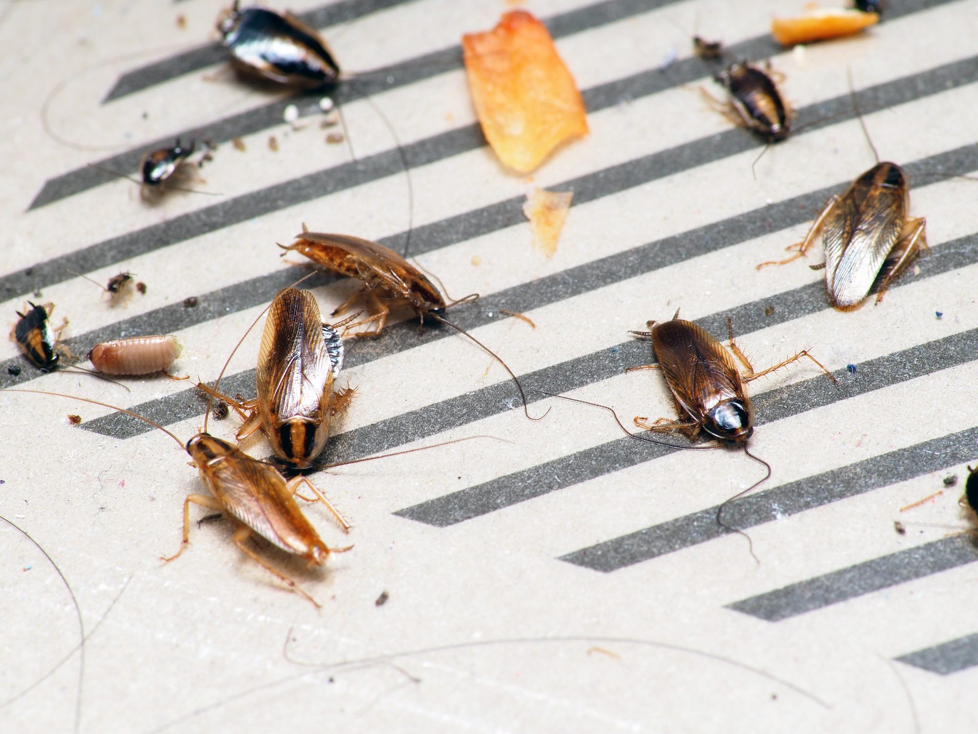 مكافحة الصراصير في المطبخ بالرياض