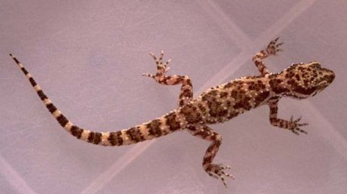 ما هي شركة مكافحة البرص في الرياض؟ شركة مكافحة البرص في الرياض هي شركة تقدم خدمات مكافحة البرص وتساعد في التخلص من هذه الزواحف في المنازل والمؤسسات التجارية.