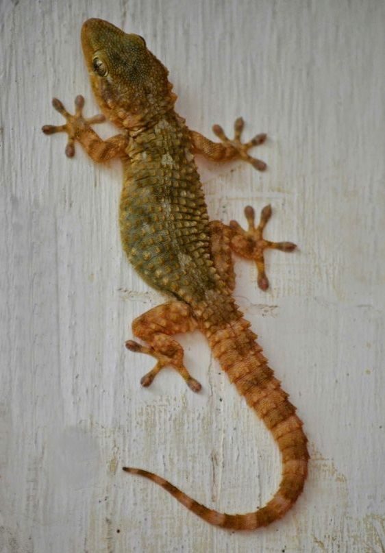 شركة مكافحة البرص بالرياض