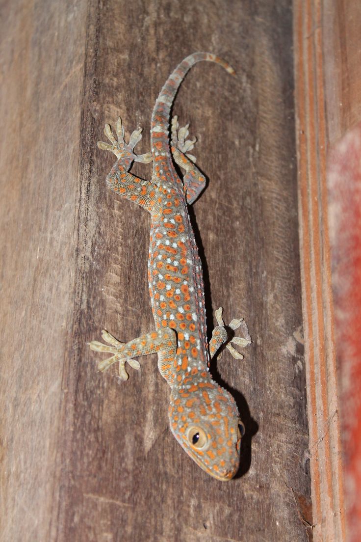 شركة مكافحة الوزغ بالرياض